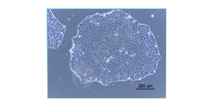 DYR0100 人誘導型多能干細胞（hiPSCs）