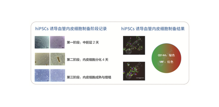 hiPSCs 誘導血管內皮細胞（iECs）